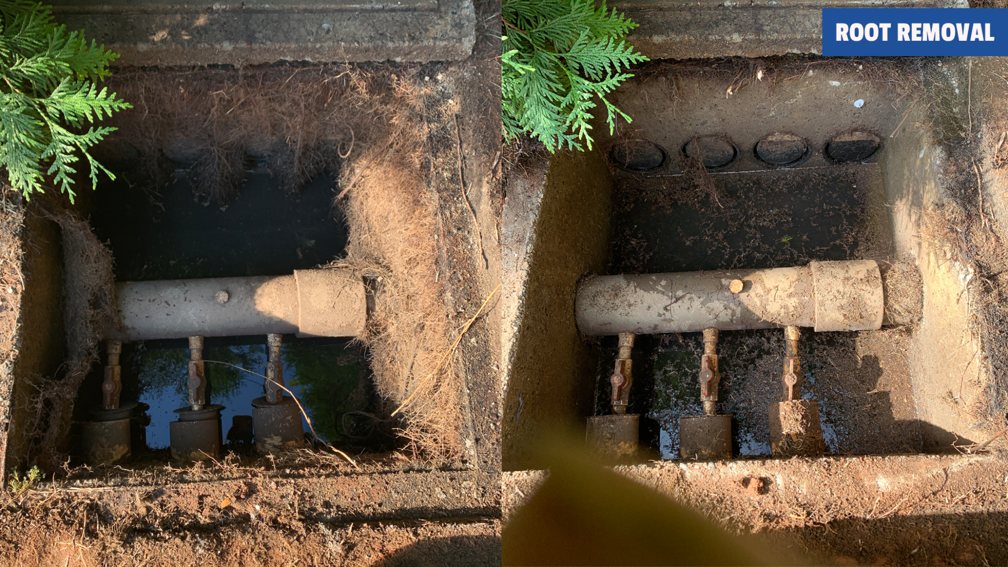 TW Ammons Septic - Removing roots from a pressure manifold.